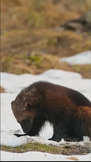 Wolverine – The Relentless Northern Survivor