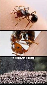 🐜 Do Ants Bite or Sting? Actually, 3 Weapons