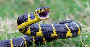 Najbardziej jadowite węże na świecie. Ranking 10 najgroźniejszych gatunków, które zabijają w mig