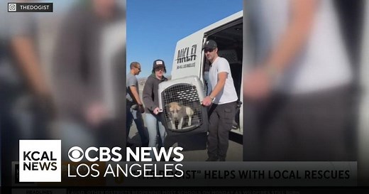 "The Dogist" helps rescue displaced dogs and cats amid Los Angeles County fires