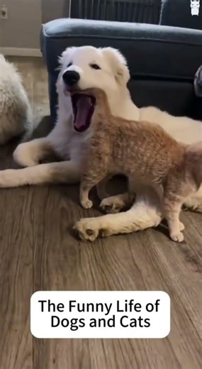 Your Dog is Actually a Comedian (Wait for the Last One!)#funnyDogs#DogMon
