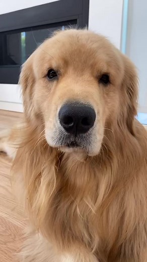 Can we play boop it next？？ 👆#dogsoftiktok #goldenretriever #lol #bopitchallenge | Emma Johnson