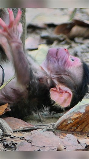 Newborn baby monkey Look so weak can't move much - young mom with first newborn baby monkey | Little BB Monkey