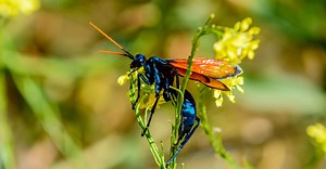 Types of Wasps In California Ranked By the Pain of Their Sting