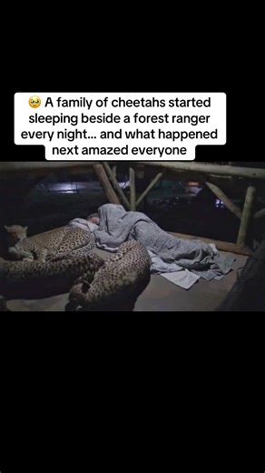 #animal #love #Family | cheetah
