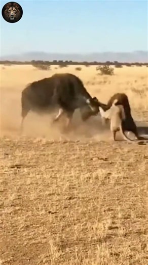 LION VS BUFFALO! The Most Intense Fight Ever Recorded! 🦁🐃