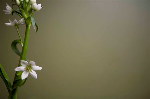 Lolas Traditional Chinese Massage