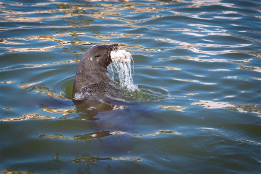 Animals and Wildlife in Quebec