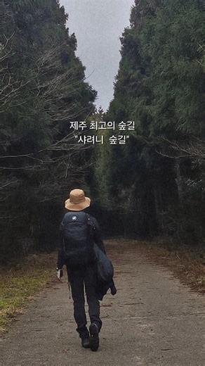 제주여행에서 꼭 걸어봐야 할 숲길 샤려니 숲길 #제주가볼만한곳#제주도여행#샤려니숲#힐링여행 #노선언니
