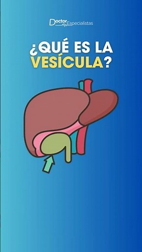 What is the gallbladder and what is its function? - Specialist Doctors