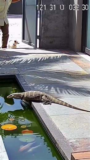 Monitor Lizard at Koi Pond - Jack Russell's Indoor Warning Bark
