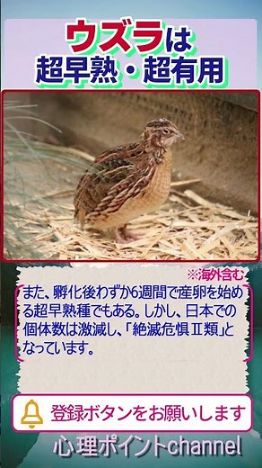 野鳥のウズラ #Shorts #ウズラ #卵