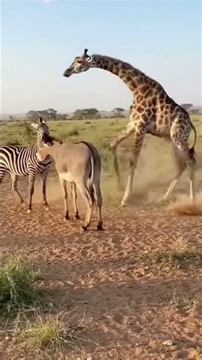 Zebra Attacks Donkey… Then Giraffe Intervenes!