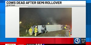 Cows dead after semi rollover