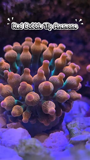 Red Bubble Tip Anemone 🪸 ‼️Warning: too cute to pop! 🫧 💬Join our Reef Group here: https://chat.whatsapp.com/H5yn7HMwkuyH3g0S1eBVf2?mode=r_t 📍Come get your Corals at Fish Tails 🐟 https://g.co/kgs/Gvy5dHV Start your Journey at Fish Tails ✨ | Fish Tails