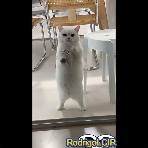 🤣🐱 This dramatic kitty