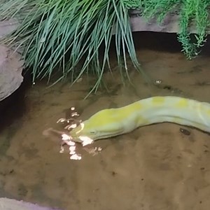 1.1K views · 56 reactions | What's not to love in life when you're a Burmese python stayin cool in a pool?!  - Chrystal | Abilene Zoo | Facebook