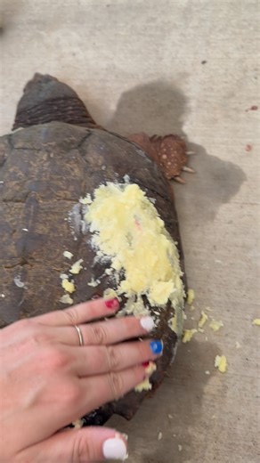 Carolina Wildlife Conservation Center on Instagram: "Getting this lady(common snapping turtle) ready for some deep water time by placing beeswax over her shell fractures. Beeswax is naturally water resistant and has antimicrobial properties. We seal the fractures when she is in deep water as we are working on her physical therapy and getting her hydrated and eating. Snapping turtles develop pressure sores from their weight(she weighs 5.335kg) when dry docked for extended periods of time so getti