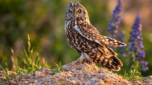 A watchful owl captured by a remote wildlife camera