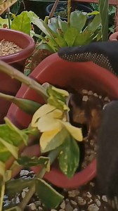 1K views · 13 reactions | RE-POTTING ZZ PLANT INTO A BIGGER POT/STEP BY STEP/EASY CARE /BEGINNER GUIDE Mamalyn's Garden #zzplant #zamioculcas #zamiifolia #repotting #transplanting #biggerpot #caretips #beginner #guide #PlantCare #HappyPlanting #plantmom #plantitaph #gardening #happygardening #plantsmakepeoplehappy | Mamalyn's Garden | Facebook