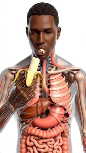 What Happens When You Eat a Banana? | Hyper-Realistic Human Body Animation”