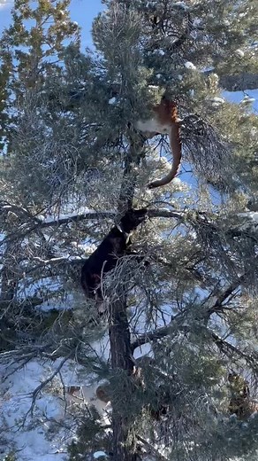 Women Hunting Mountain Lions: The Thrill of the Chase