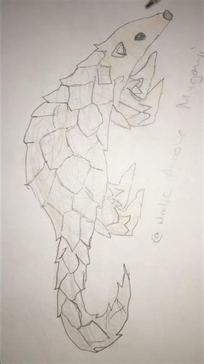 Drawing a pangolin #animalart #animals #drawing #howtodraw #art #artist