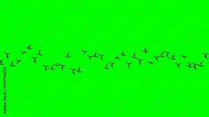 2d animated character of Movement and collective flight of group of migratory birds in sky, bats, vultures, slow motion, Pelican, stork. in green screen background chroma key. Stock Video