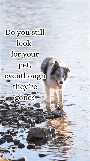 Do you still look for your pet… even though they’re gone?