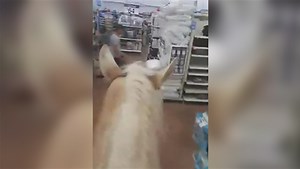 Video shows men ride horses into Walmart as a joke