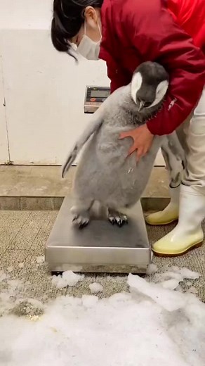 Emperor Penguin Size Comparison: Facts About the Tallest Penguin