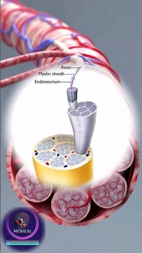 Inside a Peripheral Nerve: Axons, Myelin, and Connective Tissue Layers