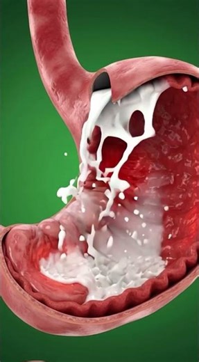 What Happens Inside Your Body When You Drink Milk? | 3D Medical Animation