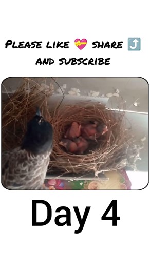 Red Vented bulbul baby day 4 (49) #shorts #viral #newtrend #explore #bulbul #redventedbulbul #birds