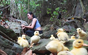【女性野外生存技能】丛林生活-如何在森林里喂养数百只鸭子