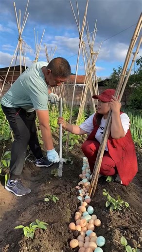 Farmers Using Egg Trap for Pest Control 🥚🌱 #shorts