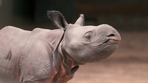 1.1M views · 28K reactions | This newborn rhino calf is part of a vulnerable species, but he's ready to play. | National Geographic | Facebook