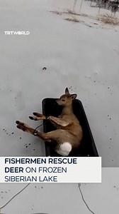 130K views · 3.2K reactions | A group of Russian fishermen rescued dozens of roe deer stranded on a frozen lake in western Siberia. Unseasonably mild temperatures had melted the surface snow, leaving the deer unable to cross the slippery ice. | TRT World | Facebook