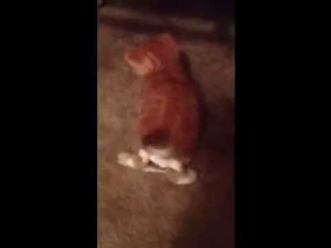 Swimmer Kitten Syndrome