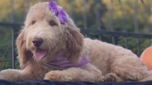 Honey, the comfort dog, helps North Texas families find peace after loss