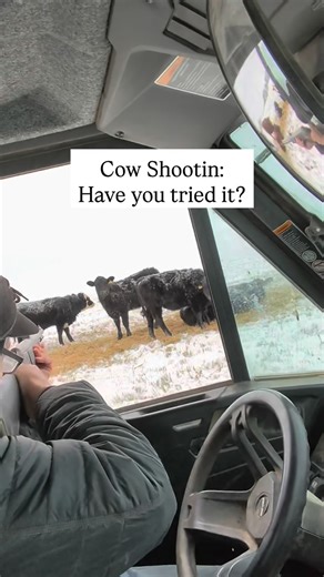 American Custom Ranch Horses | Roping them is more fun, less expensive, good for the horses in training, and you’re not limited in what you can give. But if you’re... | Instagram