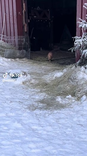 Todo sobre los conejos Holland Lop y Mini Rex