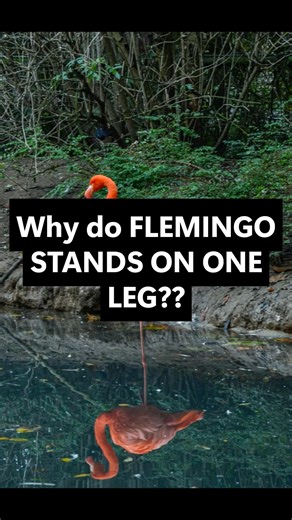 Why do FLEMINGO stands on ONE leg??#facts #animals #birds