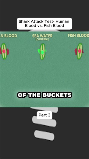 #markrober #Shark #test #Blood #Fish #fory #fyp #viral | shark
