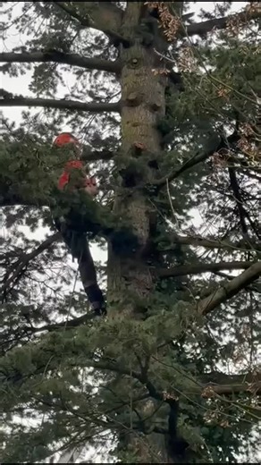 The winning triple threat to deadwood ! | Talking Elm Tree Services