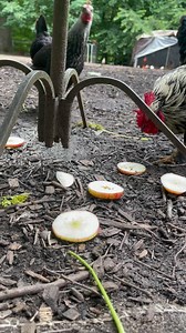 11 reactions | Did you know chickens eat apples? They mostly like...