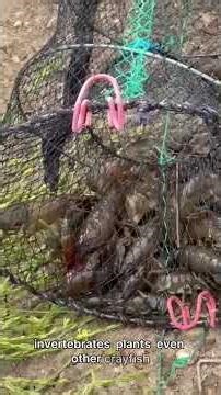 Have you seen the invasive Crayfish in UK waterways