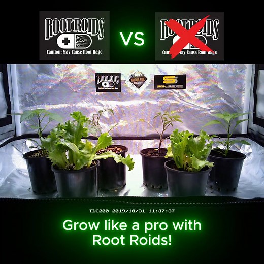 Every serious grower knows: healthy roots = thriving plants. 🌿 Root Roids delivers powerful organic microbes to supercharge your soil. 💪 Boosts plant growth & resilience 🔬 Lab-tested, proven results! | Dr Greenthumbs
