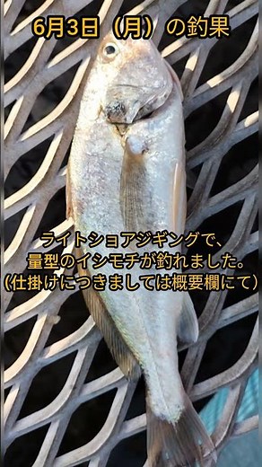 【本牧海釣り施設 6月3日（月）の釣果】夕マヅメ前の短時間釣行！！海釣り公園では久々のライトショアジギングで良型のイシモチがヒット！！#Shorts