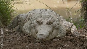 Extreme close-up front view low-angle still shot of a huge Orinoco crocodile with grey head, predatory head and powerful legs out of a pond with its tail in water, Wisirare Conservation Park, Colombia